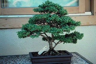 ithal bonsai saksi �i�egi  Ankara G�lba��ndaki �i�ek�iler ankara �i�ek sat��� 