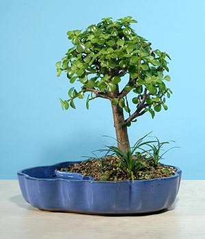 ithal bonsai saksi iegi  Glba iek yolla online ieki , iek siparii 