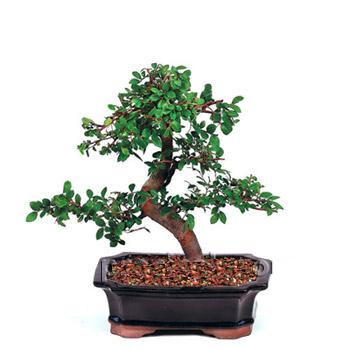 ithal bonsai saksi �i�egi  Ankara �i�ek�i G�lba�� �nternetten �i�ek sipari�i 