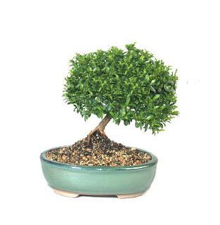 ithal bonsai saksi iegi  Ankara Glba iek gnderme 