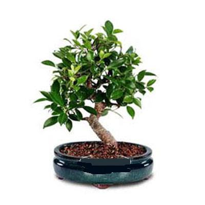 ithal bonsai saksi �i�egi  G�lba�� �i�ek�i g�venli kaliteli h�zl� �i�ek 