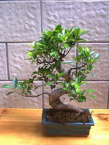 ithal bonsai saksi iegi  Glba ucuz iek gnder 