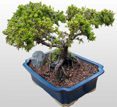 ithal bonsai saksi �i�egi  G�lba�� �i�ek kaliteli taze ve ucuz �i�ekler 