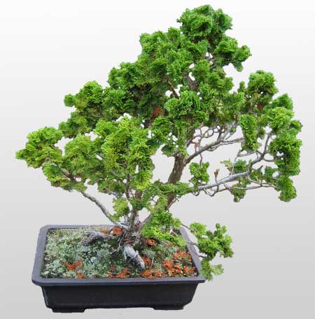 ithal bonsai saksi �i�egi  Ankaradaki �i�ek�iler G�lba�� cicek , cicekci 