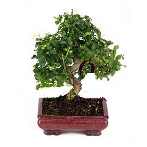 ithal bonsai saksi �i�egi  G�lba��na �i�ek , �i�ek�i , �i�ek�ilik 
