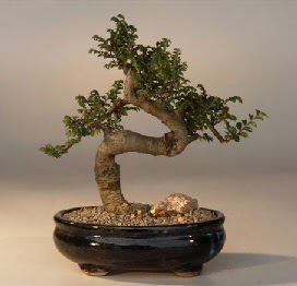 ithal bonsai saksi �i�egi  Ankara G�lba��ndaki �i�ek�iler ankara �i�ek sat��� 