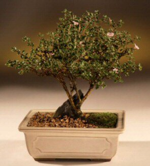 ithal bonsai saksi �i�egi  G�lba�� �i�ek�iler  �i�ek sipari�i sitesi 