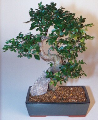  G�lba�� �i�ek g�nder cicekciler , cicek siparisi  ithal bonsai saksi �i�egi  G�lba�� �i�ek�i g�venli kaliteli h�zl� �i�ek 