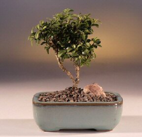  Ankara G�lba�� �i�ek�i uluslararas� �i�ek g�nderme  ithal bonsai saksi �i�egi  G�lba�� �i�ek sipari�i yurti�i ve yurtd��� �i�ek sipari�i 