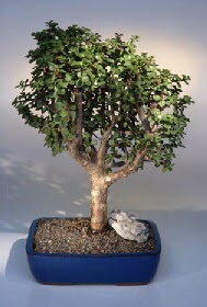  Ankara G�lba�� 14 �ubat sevgililer g�n� �i�ek  ithal bonsai saksi �i�egi  G�lba�� �i�ek yolla online �i�ek�i , �i�ek sipari�i 