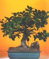  G�lba�� anneler g�n� �i�ek yolla  ithal bonsai saksi �i�egi  G�lba�� �i�ek yolla , �i�ek g�nder , �i�ek�i  