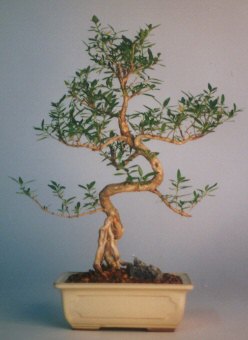  Ankara G�lba�� hediye sevgilime hediye �i�ek  ithal bonsai saksi �i�egi  Ankara �i�ek�i G�lba�� �nternetten �i�ek sipari�i 