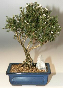  G�lba�� �i�ek online �i�ek sipari�i  ithal bonsai saksi �i�egi  G�lba�� ankara �i�ek g�nderme sitemiz g�venlidir 
