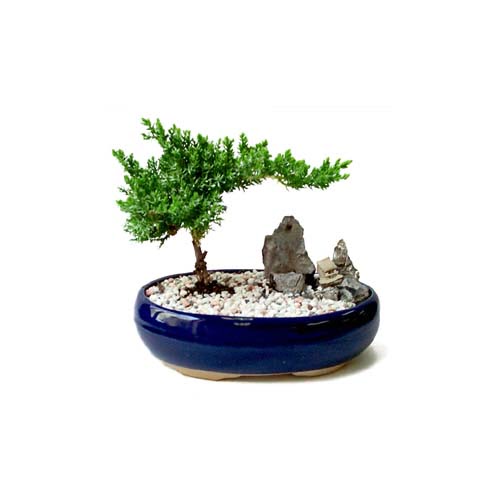 ithal bonsai saksi �i�egi  Ankara G�lba�� 14 �ubat sevgililer g�n� �i�ek 