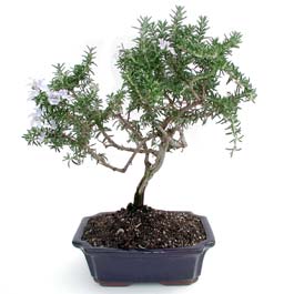 ithal bonsai saksi �i�egi  G�lba�� anneler g�n� �i�ek yolla 