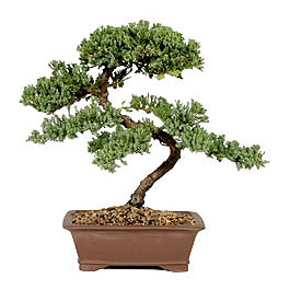ithal bonsai saksi �i�egi  G�lba�� �i�ek g�nder cicekciler , cicek siparisi 