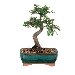  ankara G�lba�� �i�ek ma�azas� , �i�ek�i adresleri  ithal bonsai saksi �i�egi  G�lba�� �i�ek g�nder cicekciler , cicek siparisi 