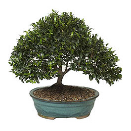  G�lba�� ankara �i�ek servisi , �i�ek�i adresleri  ithal bonsai saksi �i�egi  G�lba�� �i�ek g�nder cicekciler , cicek siparisi 