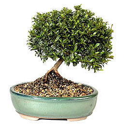  Ankara G�lba�� �i�ek g�nderme  ithal bonsai saksi �i�egi  G�lba�� ucuz �i�ek g�nder 