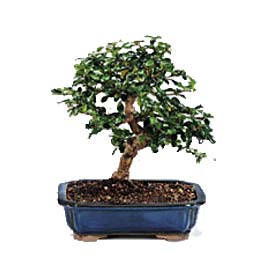  G�lba�� �i�ek�i telefonlar�  ithal bonsai saksi �i�egi  Ankara G�lba��ndaki �i�ek�iler ankara �i�ek sat��� 