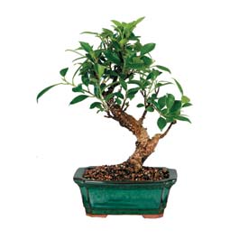  G�lba�� �i�ek�i g�venli kaliteli h�zl� �i�ek  ithal bonsai saksi �i�egi  Ankara G�lba�� hediye �i�ek yolla 