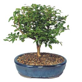  G�lba�� �i�ek kaliteli taze ve ucuz �i�ekler  ithal bonsai saksi �i�egi  Ankara G�lba�� �i�ek sipari�i vermek 