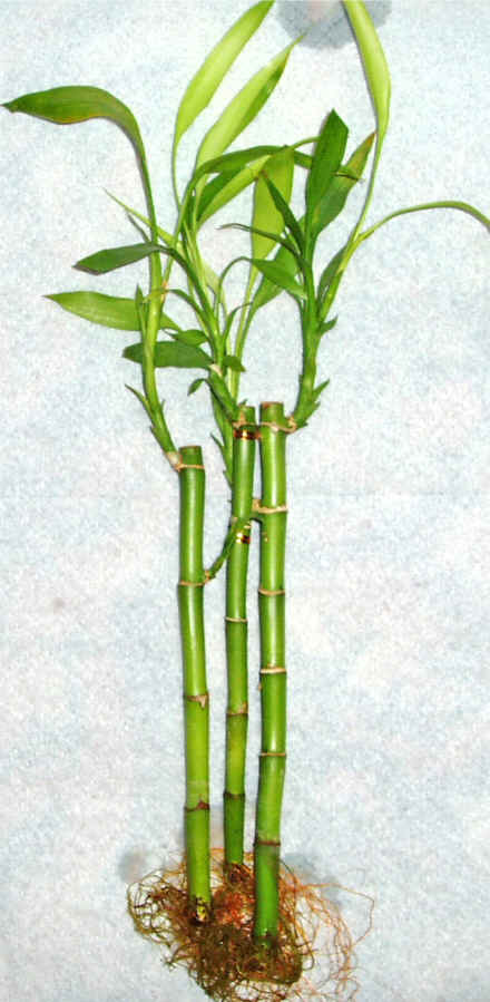 Lucky Bamboo 3 adet vazo hediye edilir   G�lba�� Ankara �i�ek yolla 