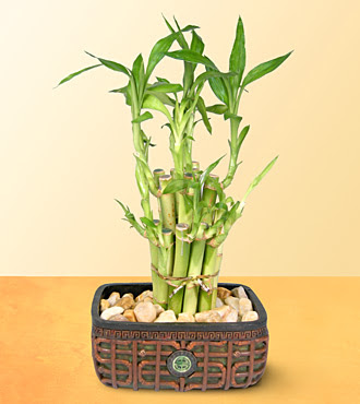 Lucky Bamboo  saksi �i�egi  G�lba�� ankara �i�ek g�nderme sitemiz g�venlidir 