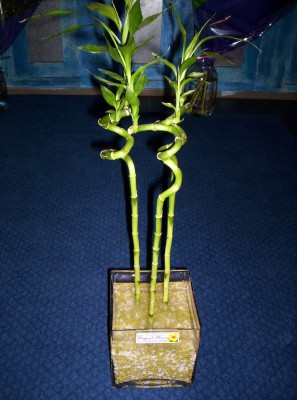 Lucky Bamboo 3 adet saksi �i�egi  Ankara G�lba�� �i�ek g�nderme 