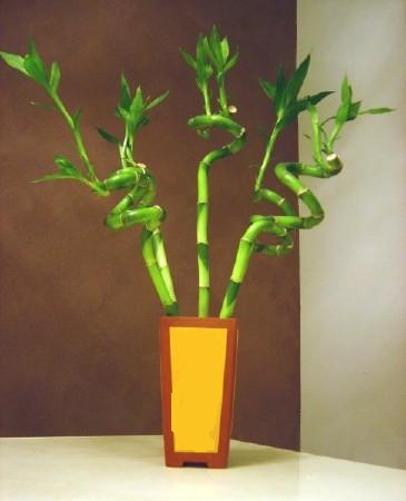 Lucky Bamboo 5 adet vazo i�erisinde  G�lba�� �i�ek sipari�i yurti�i ve yurtd��� �i�ek sipari�i 