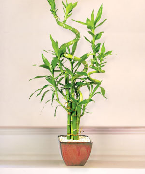 Lucky Bamboo sans melegi �i�egi  G�lba�� ankara �i�ek g�nderme sitemiz g�venlidir 