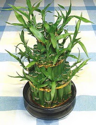 Lucky Bamboo sans melegi �i�egi  G�lba�� �i�ek yolla online �i�ek�i , �i�ek sipari�i 