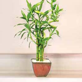 Lucky Bamboo sans melegi �i�egi  Ankara G�lba�� hediye �i�ek yolla 
