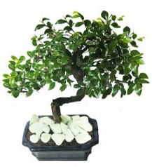 9 yasinda Bonsai agaci  Ankara G�lba�� internetten �i�ek sipari�i 