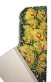  Ankara G�lba�� 14 �ubat sevgililer g�n� �i�ek  Kutu i�erisine dal cymbidium orkide