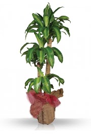 Dr.massengena saks� 3 l�  G�lba��na �i�ek , �i�ek�i , �i�ek�ilik 