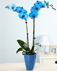 Eşsiz bir hediye 2 dallı mavi orkide  Ankara Gölbaşı çiçek gönderme 