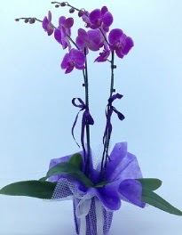 2 dallı mor orkide  Çiçek yolla Gölbaşı internetten çiçek satışı 