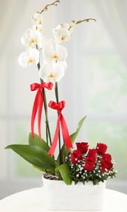 2 dallı beyaz orkide ve 7 kırmızı gül  ankara Gölbaşı çiçek mağazası , çiçekçi adresleri 