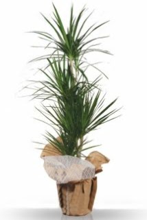 3 l� Marginata �� mekan saks� �i�e�i  �i�ek�i G�lba�� �i�ek�i ma�azas� 