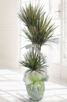Marginata Tricolor ��l� Saks� bitkisi  Ankara �i�ek�i G�lba�� �nternetten �i�ek sipari�i 