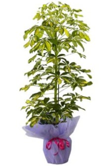 Schefflera Tekli �� mnekan saks� �i�e�i  G�lba�� �i�ek kaliteli taze ve ucuz �i�ekler 
