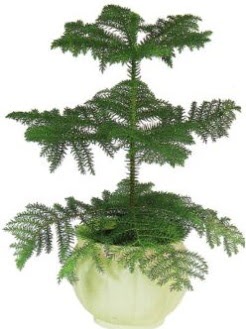 Araucaria Heterophylla i� mekan saks�  G�lba�� �i�ek�iler  �i�ek sipari�i sitesi 