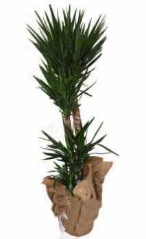 3 l� Yucca i� mekan saks� �i�e�i  G�lba��na �i�ek , �i�ek�i , �i�ek�ilik 