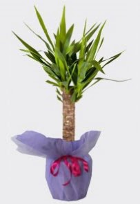 Yucca Tekli i� mekan saks� bitkisi  G�lba�� �i�ek yolla , �i�ek g�nder , �i�ek�i  