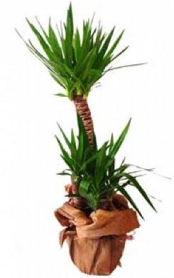 2 li yucca saks� �i�e�i  G�lba�� �i�ek�iler  �i�ek sipari�i sitesi 