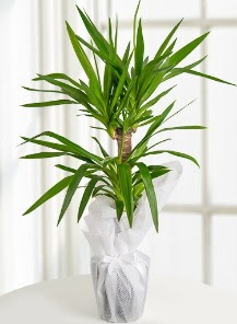 2 li yucca saks� i� mekan bitkisi  Ankara G�lba�� hediye sevgilime hediye �i�ek 