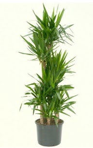 7 li yucca saks� bitkisi  �i�ek�i G�lba�� �i�ek�i ma�azas� 