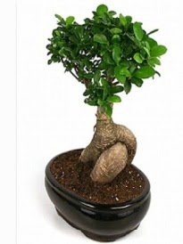 Bonsai saks� bitkisi japon a�ac�  G�lba�� �i�ek�i g�venli kaliteli h�zl� �i�ek 