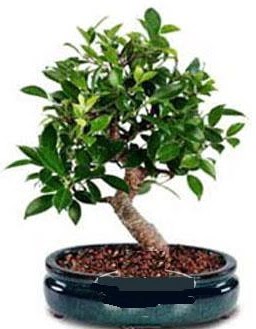 5 ya��nda japon a�ac� bonsai bitkisi  G�lba��na �i�ek , �i�ek�i , �i�ek�ilik 
